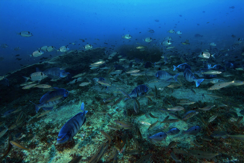 Spondyliosoma cantharus  in riproduzione
